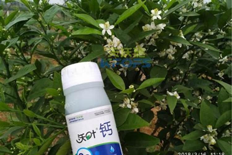 西瓜育苗多少天可以移栽