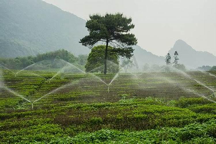 茶树用什么肥料长得快