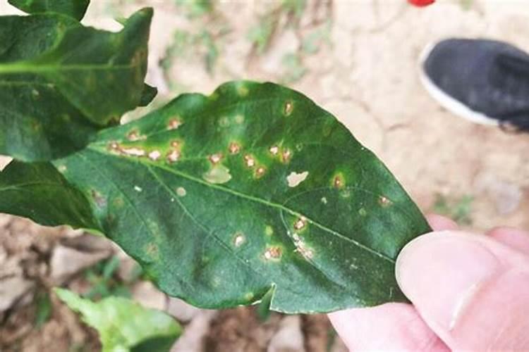 刺梨树在安徽巢湖可以种植吗？