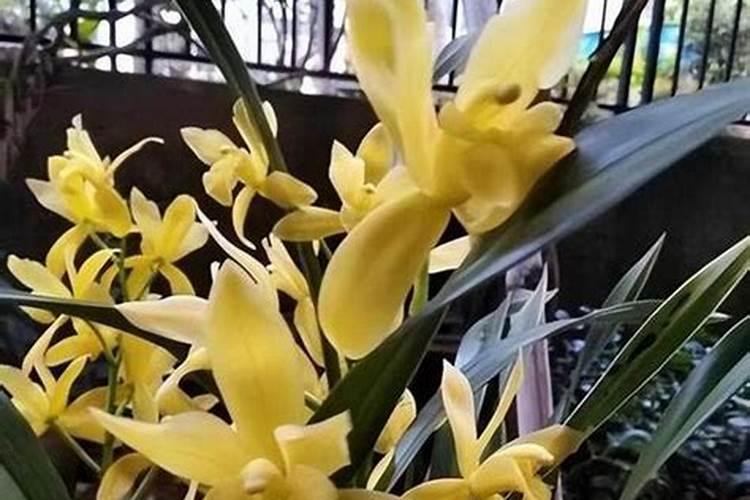 夏天40度高温能否可以给兰花喷叶面肥？