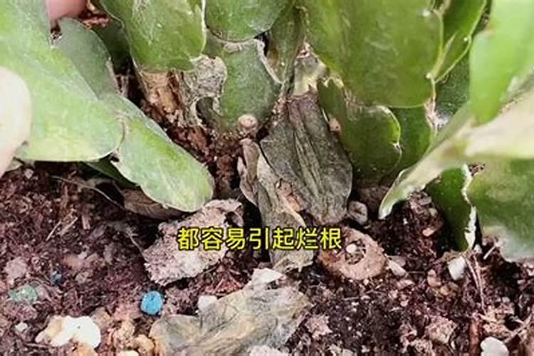 盆栽花怎样用钾肥(钾肥浇花)