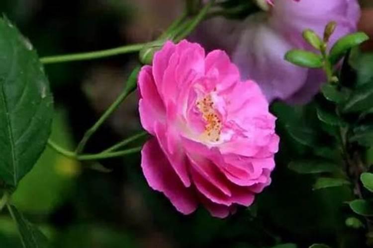 蔷薇花施什么肥最好