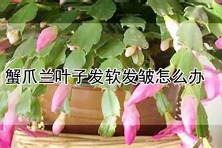 蟹爪兰叶子蔫了如何救,五个方法让蟹爪兰恢复活力