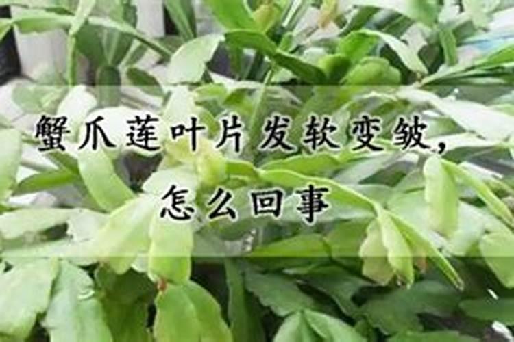 蟹爪兰叶片打蔫的原因及补救措施