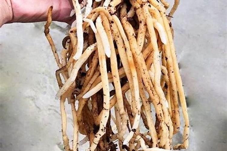 生根效果最好的肥料