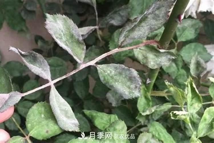 农用硼砂直接撒在水田里有效果吗