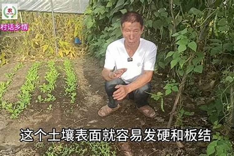 油菜用什么肥料最好