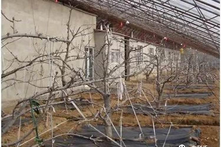 阳台种花怎样自制肥料 自制肥料用什么最好