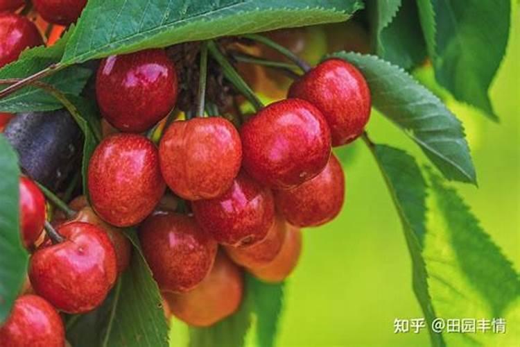 樱桃打什么叶面肥长的快？樱桃什么肥可以果实膨大？