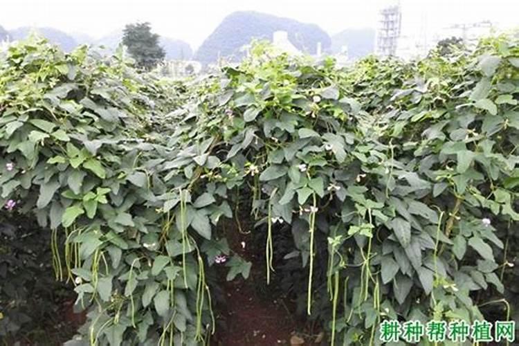 豇豆追肥用什么肥料好