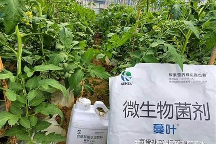 鱼蛋白肥料制作方法,附使用方法和注意事项