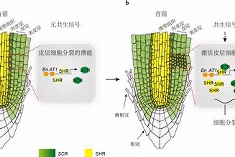蟹爪兰怎样施肥最好