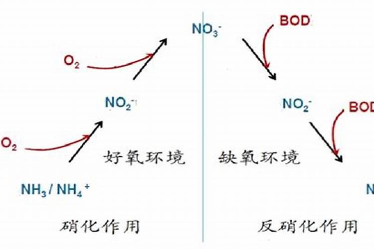 硝化作用和反硝化作用