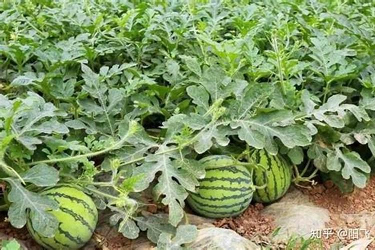 果树施用什么肥料能达到最优效果？