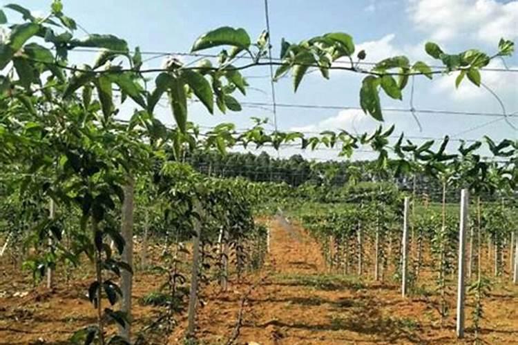 百香果种植致富简易大棚搭建方法