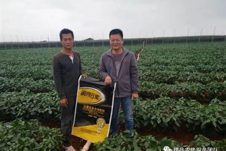 辣椒多久施一次肥比较好？应该施什么肥？