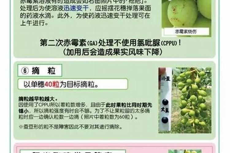 阳光玫瑰种植技术与管理