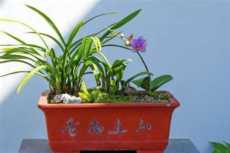 兰花适合用什么肥料