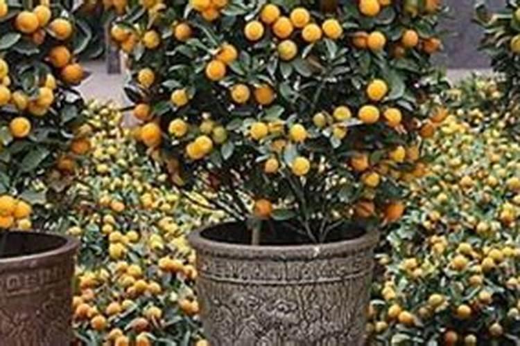 花生追肥用什么肥料好