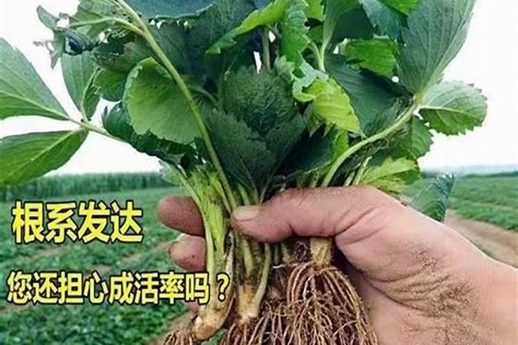 草莓果期为啥要用高钾肥？原因是什么呢？