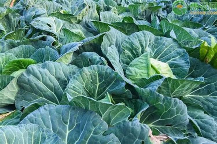在设施蔬菜栽培中怎样施用硼肥？
