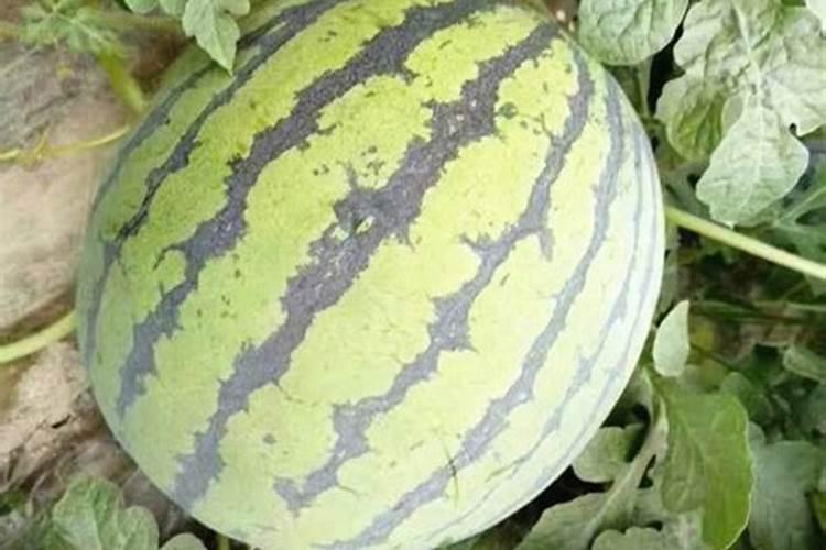 芒果打什么药果皮靓