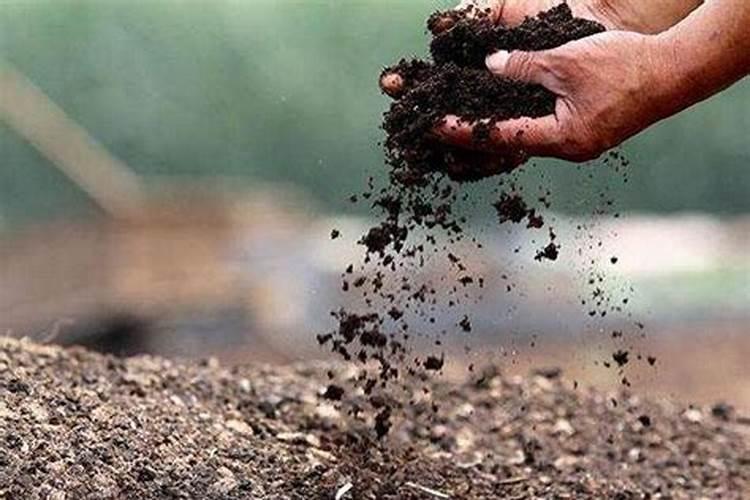 路边上的哪些“生根剂”捡来浇花,养啥啥爆盆？