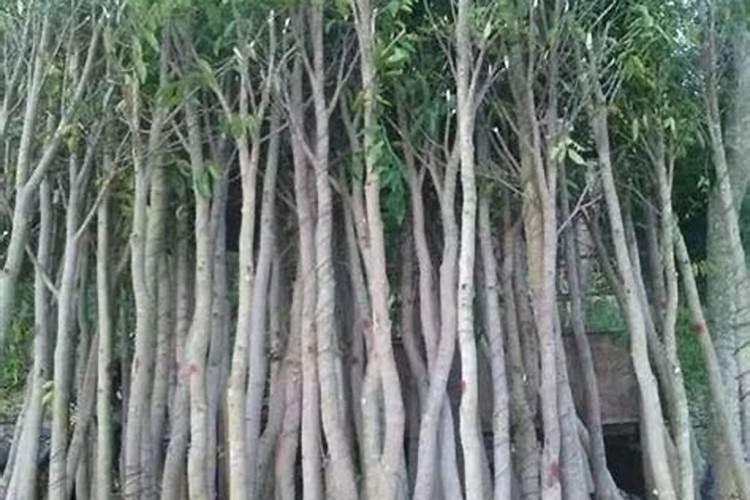 水溶肥对脐橙有哪些好处