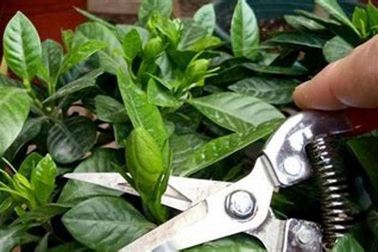 栀子花最忌三种肥料
