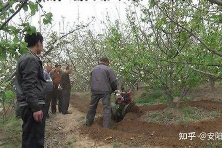 ...轻度脱水,树枝新梢叶黄化。请问专家大师怎样解救？把果树病...