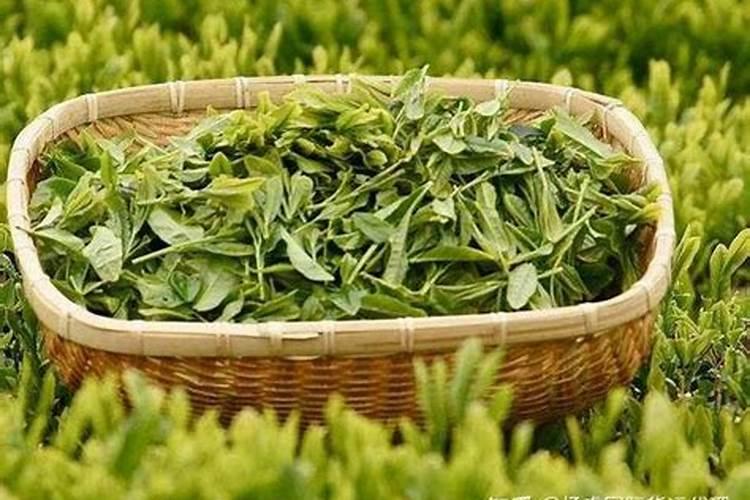 茶树会开花吗 在什么时候开花