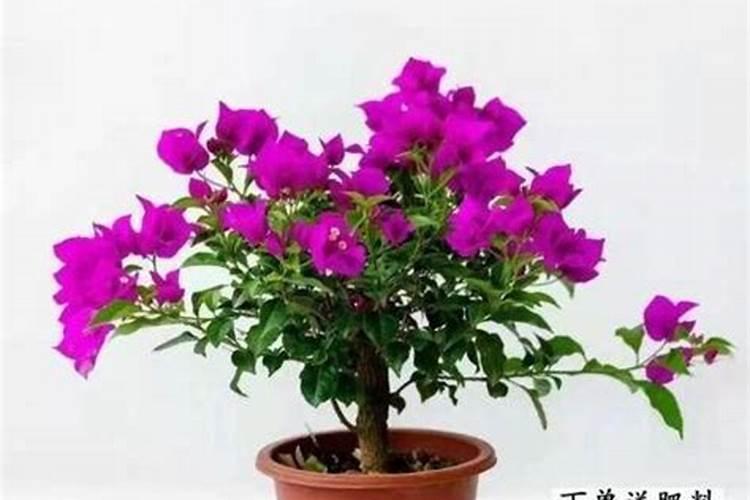 三角梅开花时能施肥吗 三角梅开花上什么肥