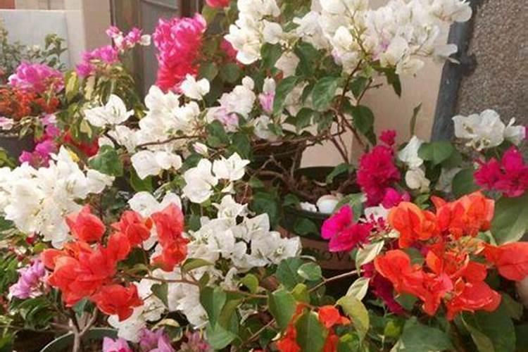 三角梅施什么肥花开满树