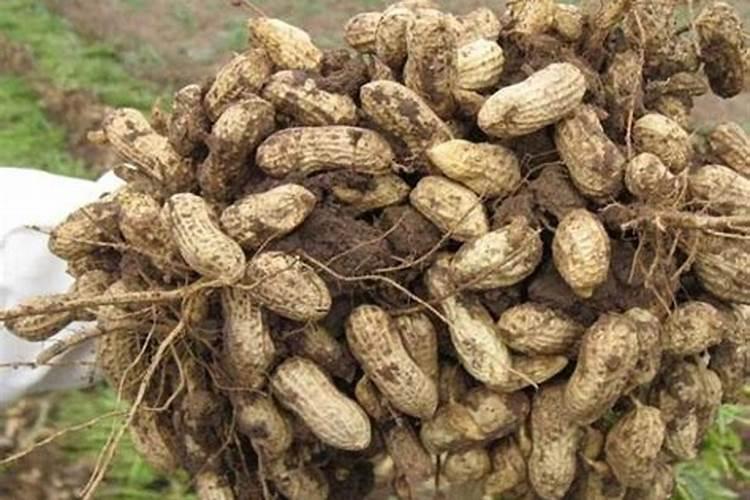 花生追钙肥什么时候最好？该如何进行追钙？