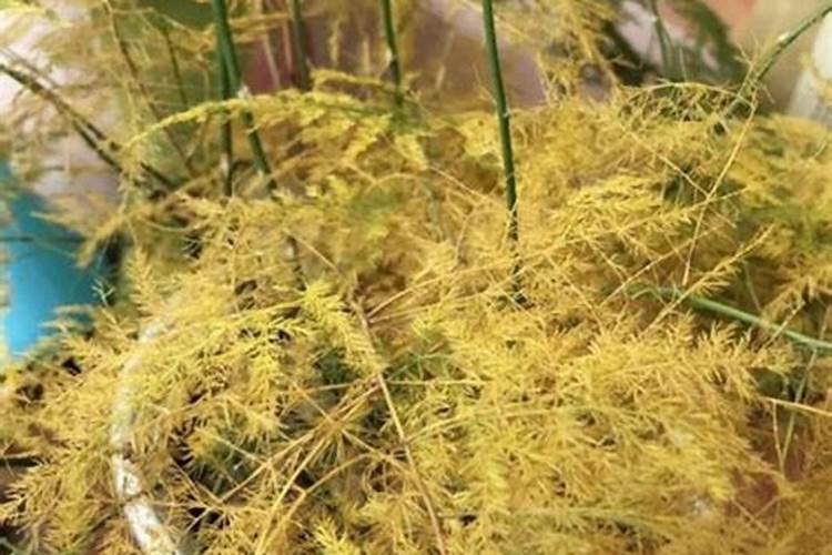 葡萄树雨前打药好还是雨后打药好