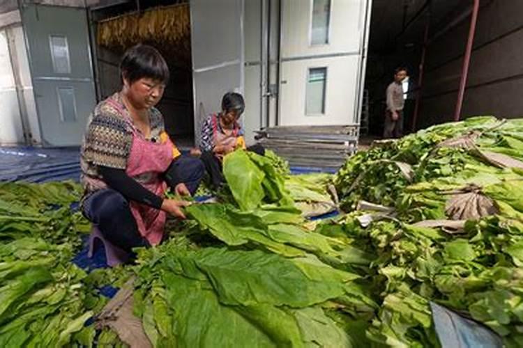 西红柿用什么肥料好