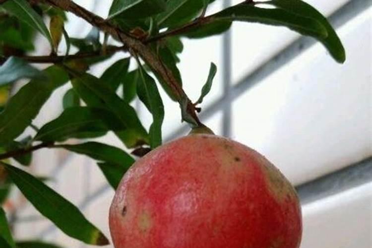 石榴掉的花苞怎样活？