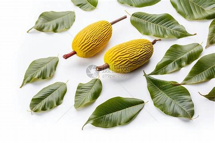 树叶可以做肥料吗