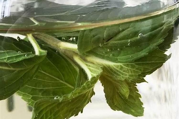 落叶直接埋土里能做肥料吗,树叶如何发酵做成养花肥料