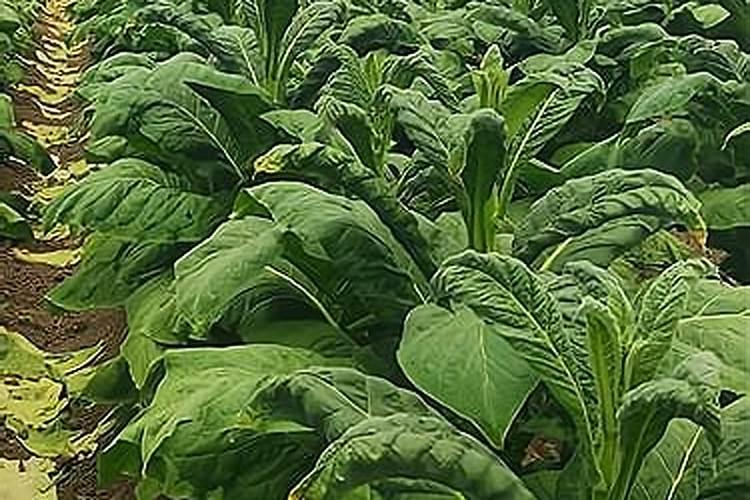 怎样给红掌下肥,施什么肥能开花？