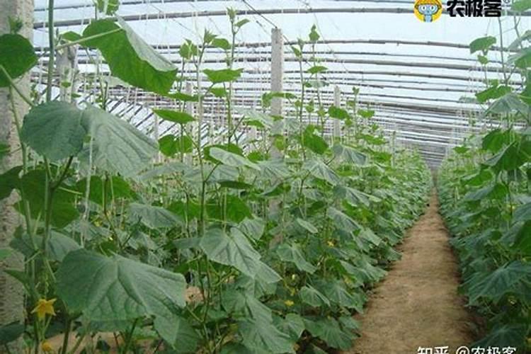 黄瓜用什么肥料产量高
