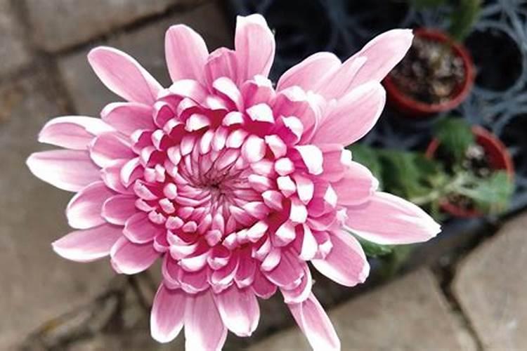 菊花现花蕾施什么肥菊花现花蕾施什么肥？
