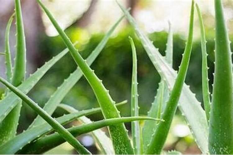 花生苗期如何管理