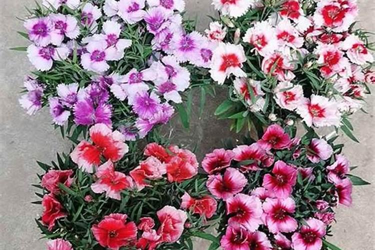 石竹花什么季节施肥最好