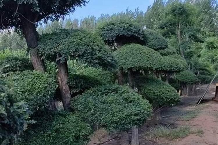 阳台番茄多久浇水 阳台种植的番茄什么时候需要浇水？