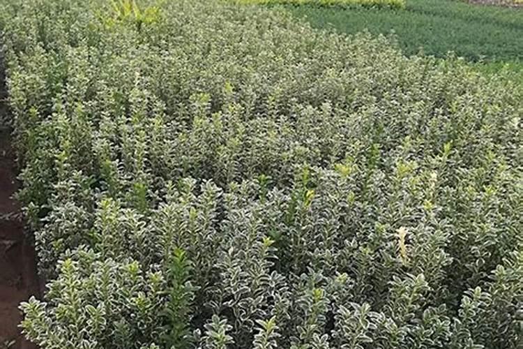 石竹花叶子发黄是什么原因