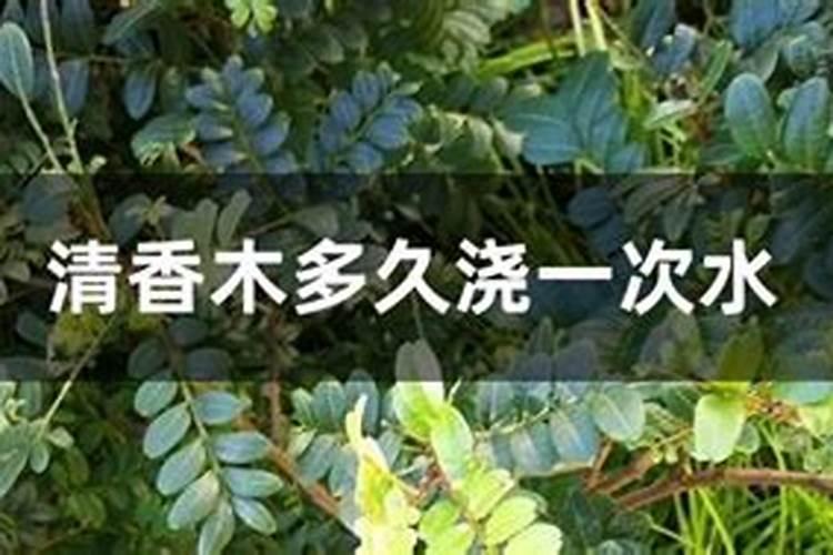 清香木怎么扦插