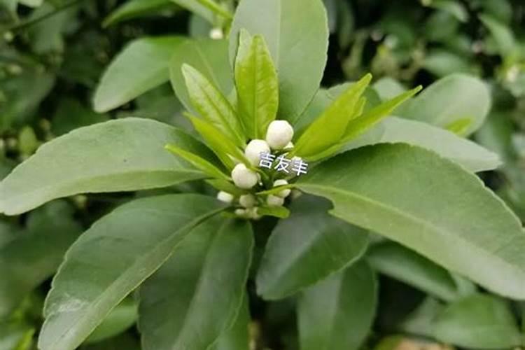 柑橘保花保果用什么药