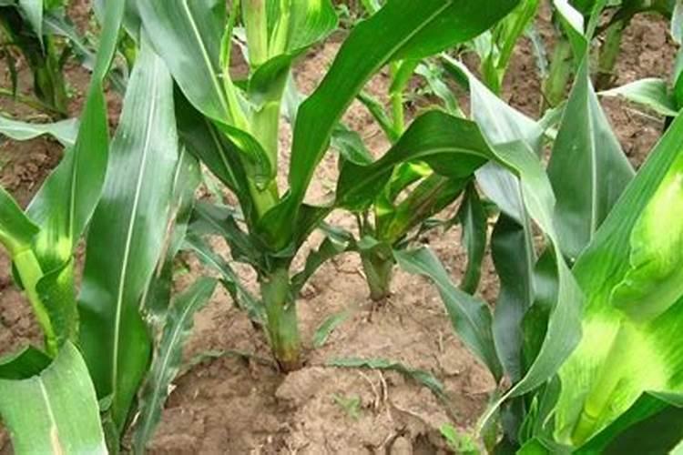 种植玉米“一炮轰”施肥能高产吗？是骗局还是新技术？