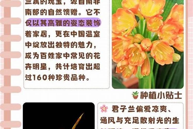 打花苞需要施肥吗